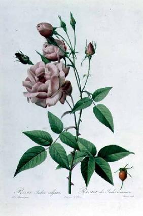 Rosa Indica Vulgaris, engraved by Bessin, from 'Les Roses', Vol II