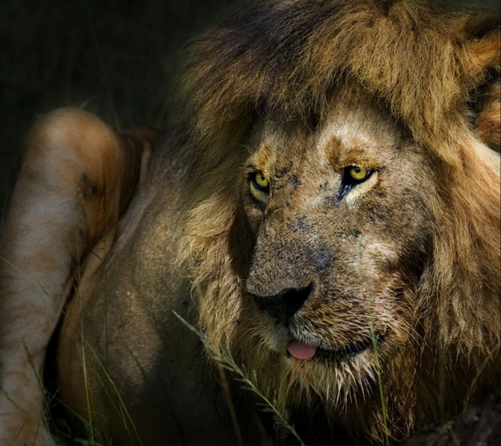 the lion from Piet Flour