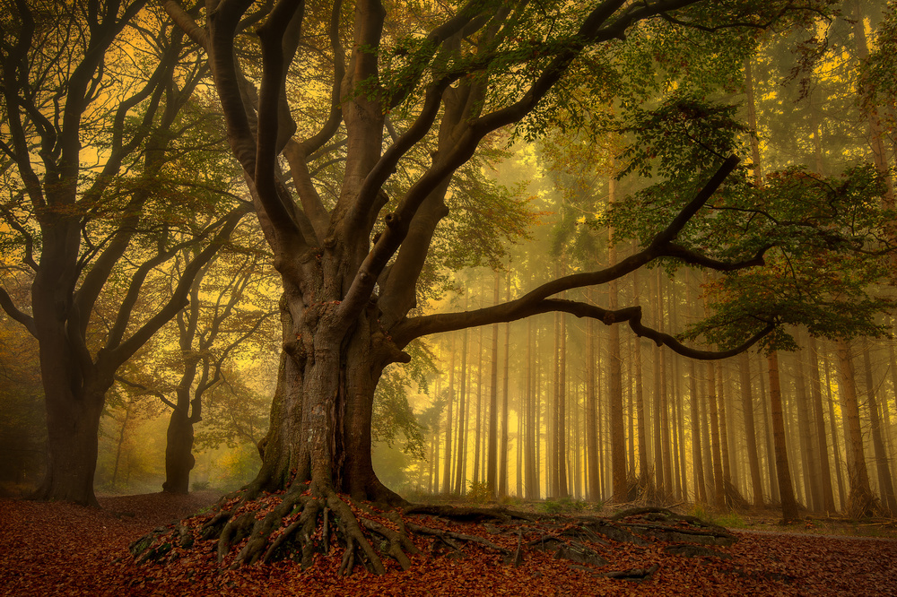 Old tree...... from Piet Haaksma