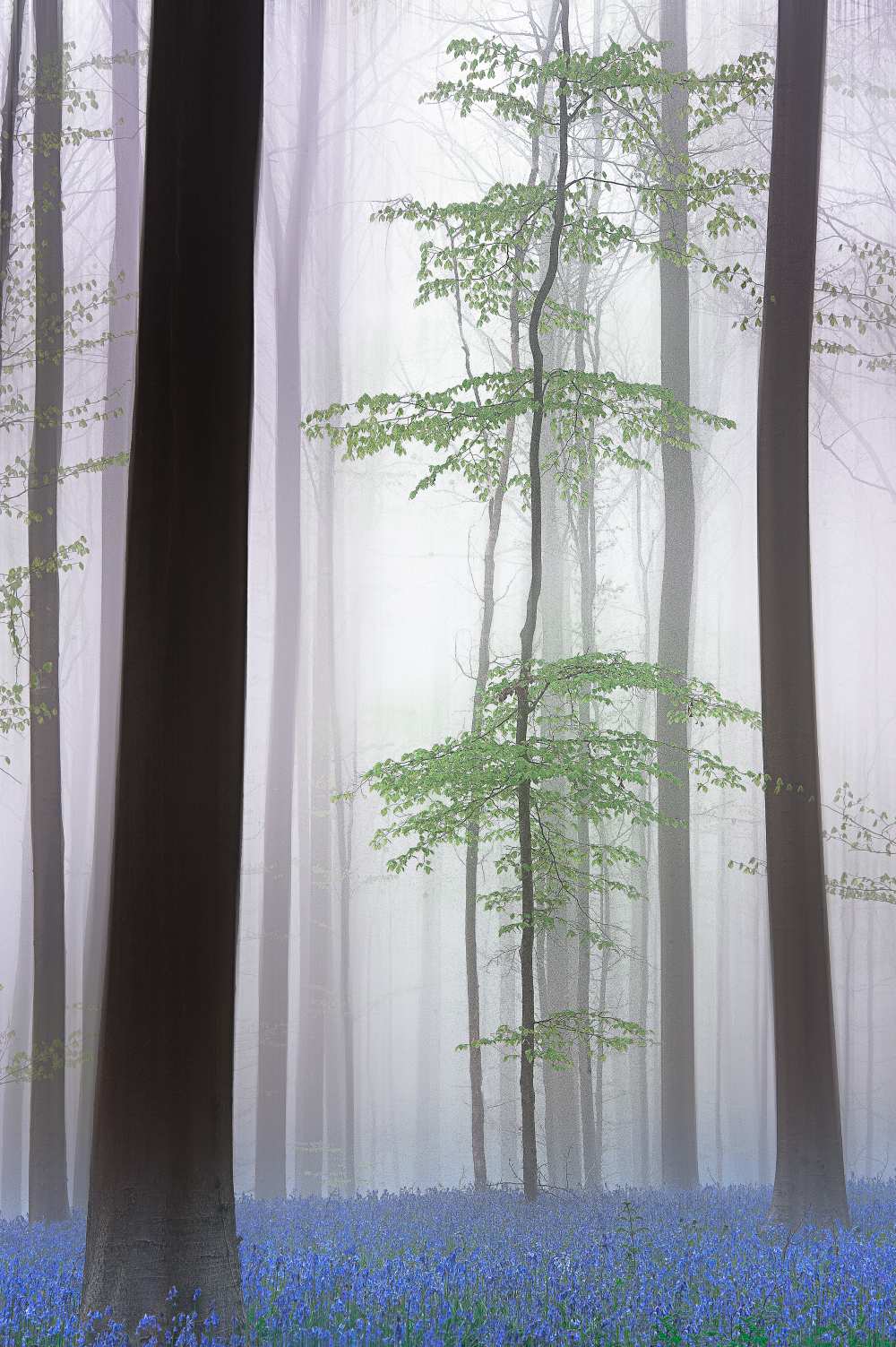 foggy forest .... from Piet Haaksma