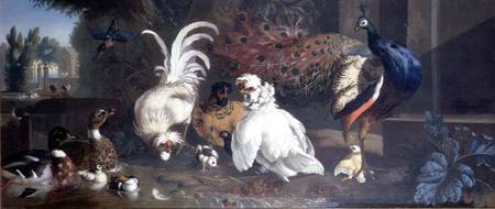 A Peacock, Chickens, Ducks and a Kingfisher from Pieter Casteels