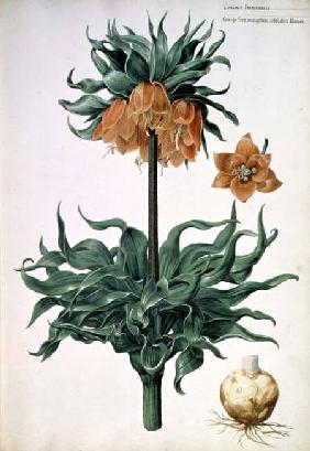 Fritillaria imperialis