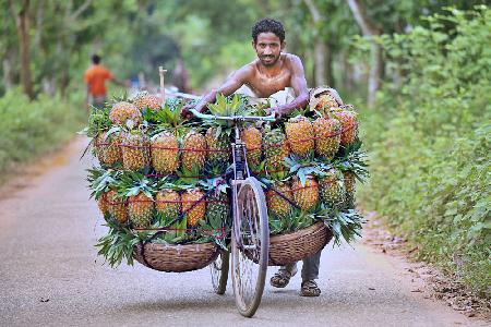 Pineapple sellers arrive at a market with bicycles laden with pineapples