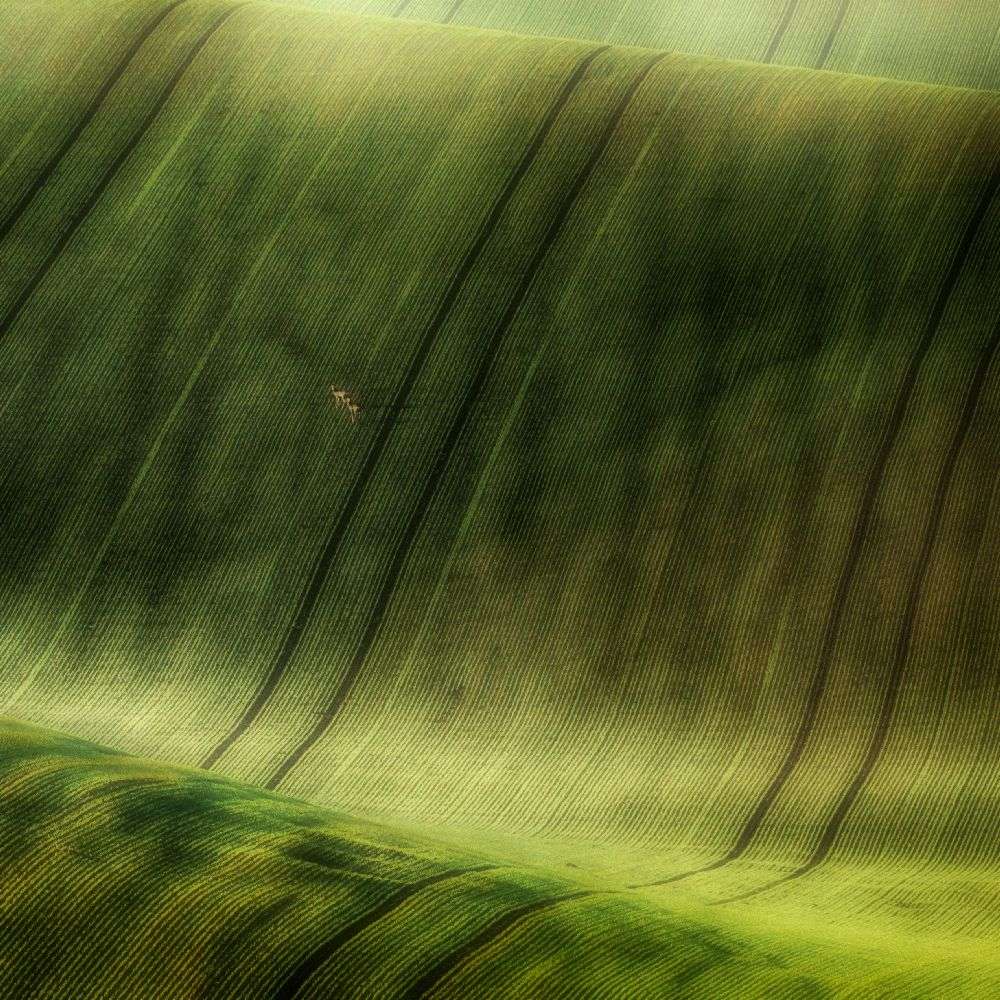 green fields from Piotr Krol (Bax)