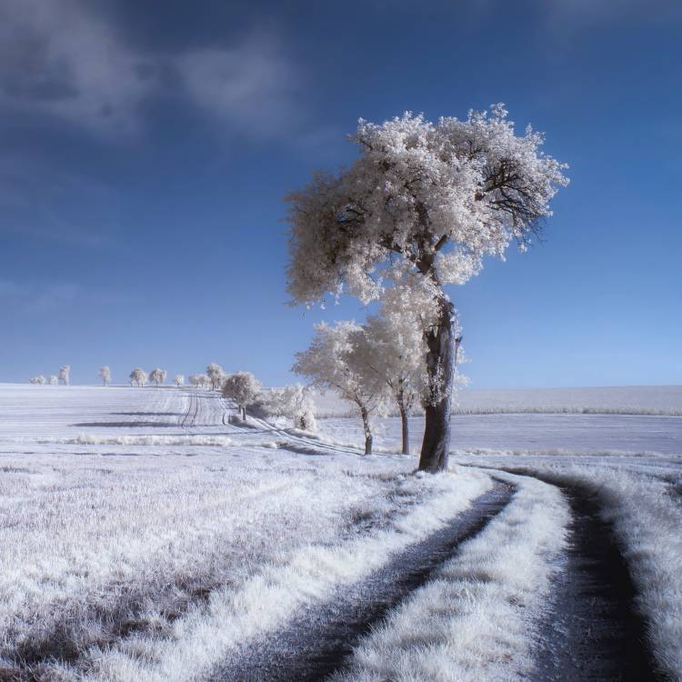 winter in summer from Piotr Krol (Bax)