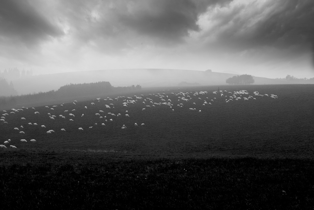 sea of sheeps from Piotr Wiszniewski