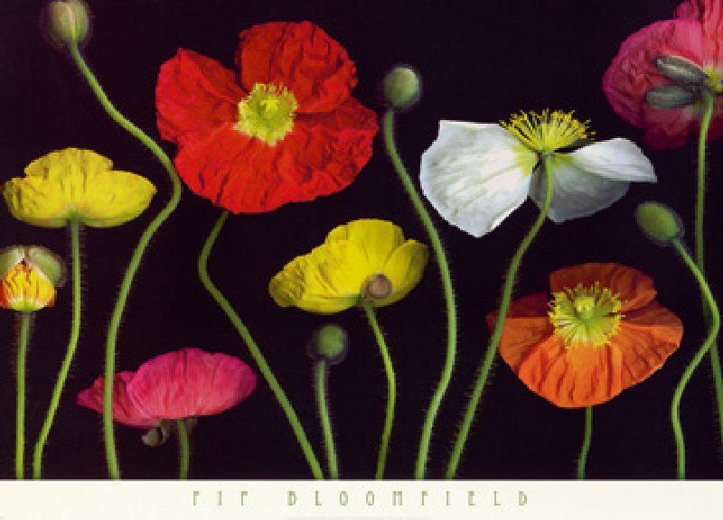 Poppy Garden II from Pip Bloomfield