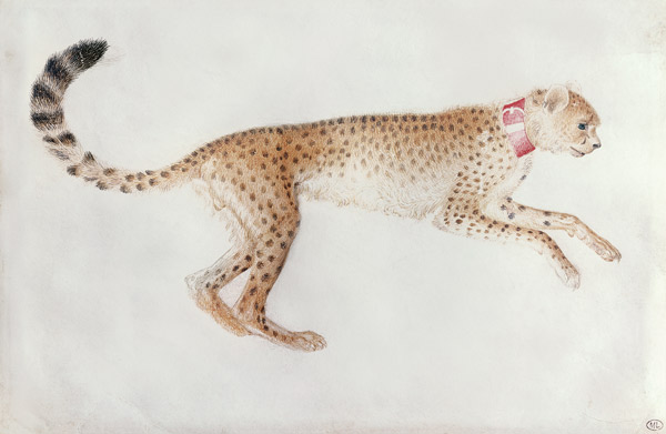 Bounding cheetah with a red collar (w/c on parchment) from Pisanello
