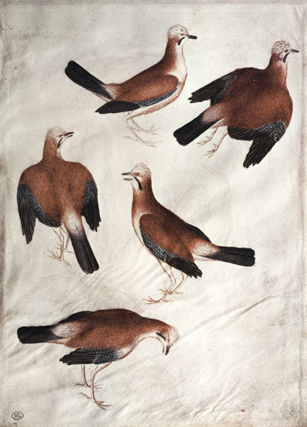Five Jays from Pisanello