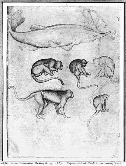 Six Monkeys and a Sturgeon, from The Vallardi Album from Pisanello