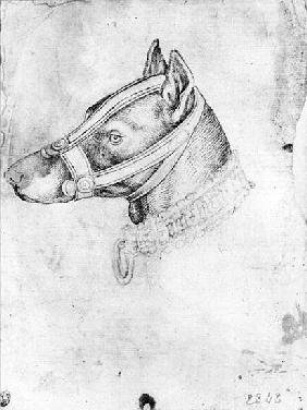 Head of a muzzled dog, from the The Vallardi Album