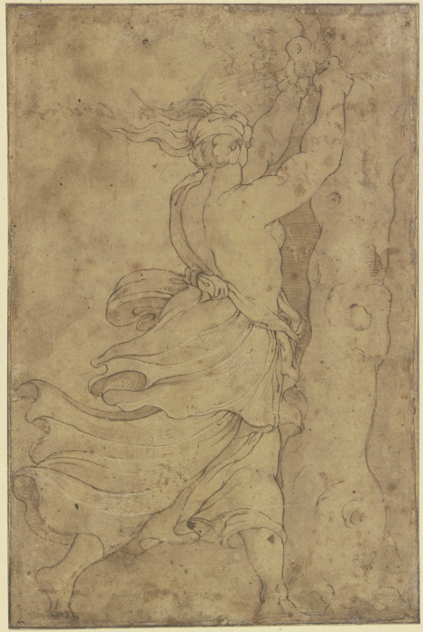 Eine halb entblößte Frau pflückt Früchte von einem Baum, Haar und Gewand fliegen im Wind from Polidoro da Caravaggio
