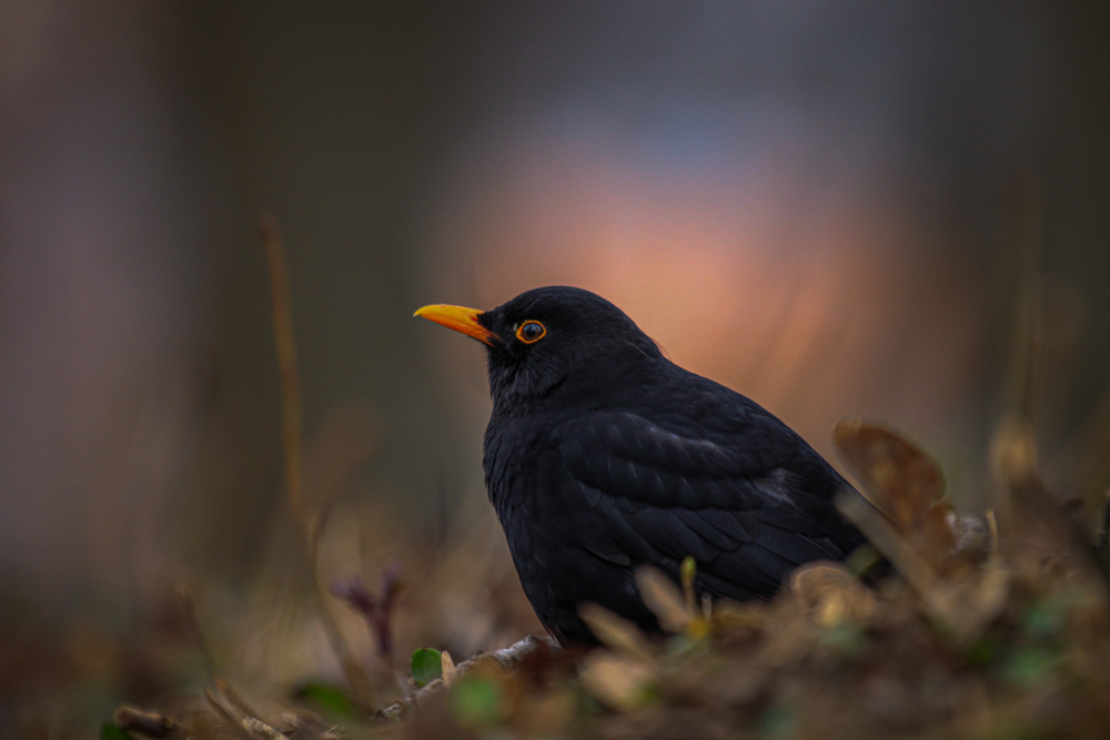 Blackbird from ptu6ki