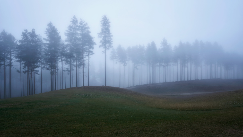 Foggy forest from Rafal Kaniszewski