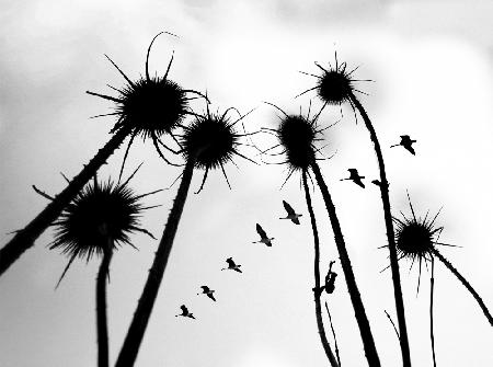 Silhouette of Common Teasel plant