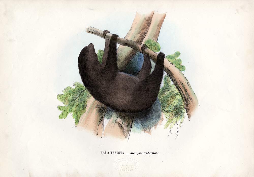 Pale-Throated Sloth from Raimundo Petraroja
