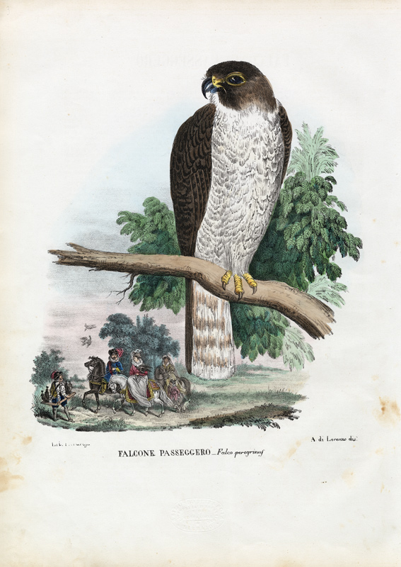 Peregrine Falcon from Raimundo Petraroja