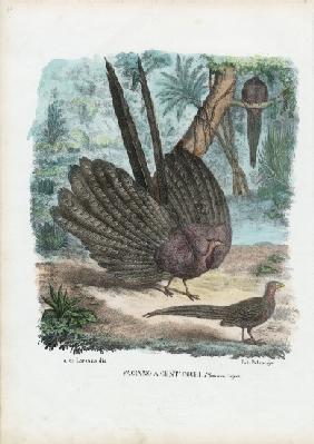 Argus Pheasant