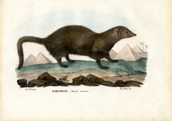 Egyptian Mongoose from Raimundo Petraroja