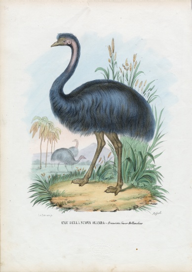 Emu from Raimundo Petraroja
