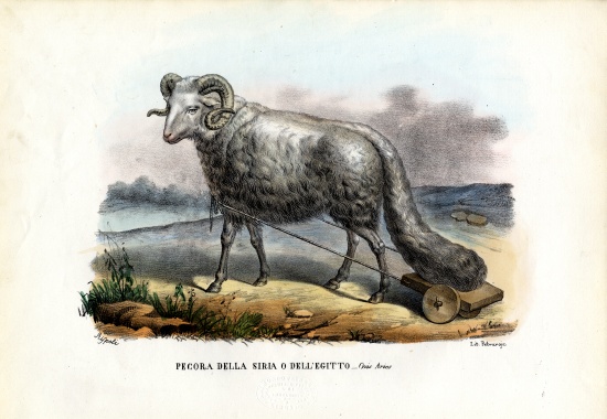 Fat-Tailed Sheep from Raimundo Petraroja