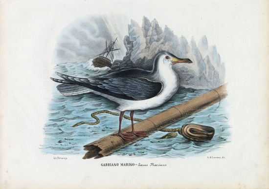 Great Black-Backed Gull from Raimundo Petraroja