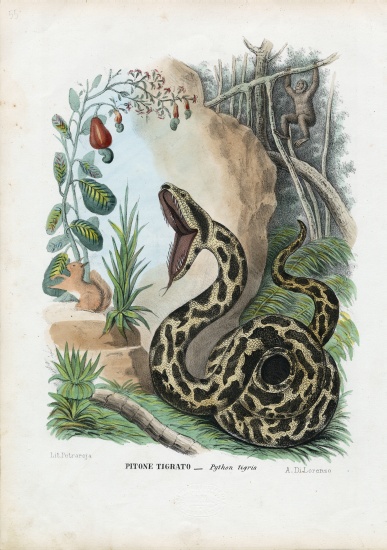Indian Python from Raimundo Petraroja