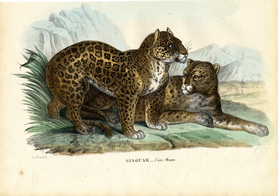 Jaguar from Raimundo Petraroja
