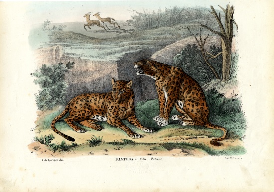 Leopard from Raimundo Petraroja