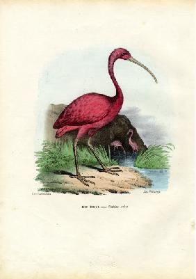 Scarlet Ibis