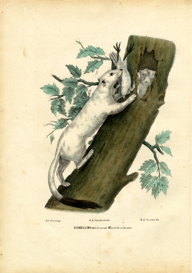 Short-Tailed Weasel from Raimundo Petraroja