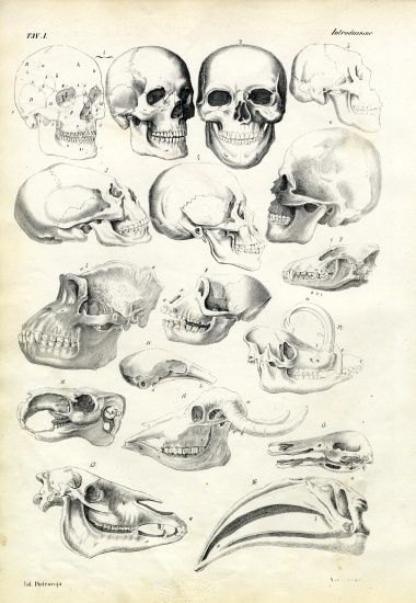 Skulls from Raimundo Petraroja