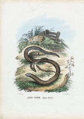 Slow Worm