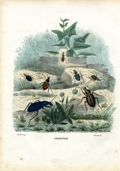 Tiger & Ground Beetles from Raimundo Petraroja