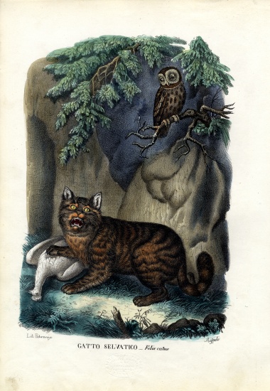 Wildcat from Raimundo Petraroja