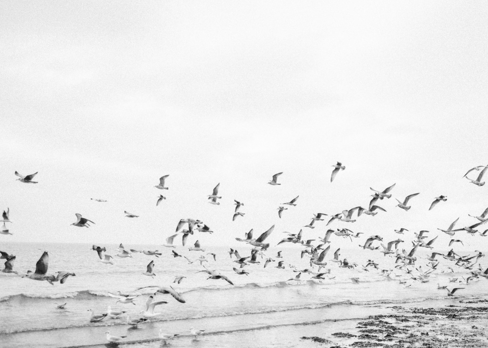 Seagulls - Coastal black and white from Raisa Zwart