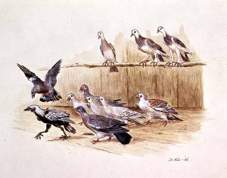The Jackdaw and the Doves (sketch) from Randolph Caldecott