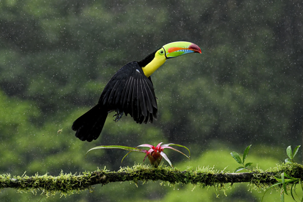Toucan Hop from Randy Christopher