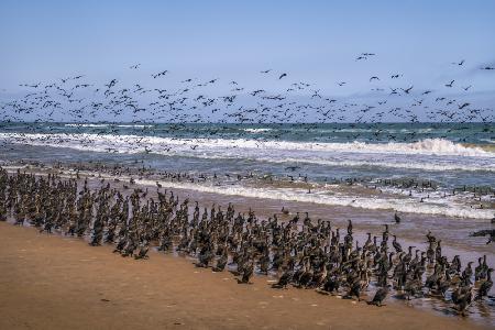 The Great Spectacal of the Cormorants in Sandwich Bay