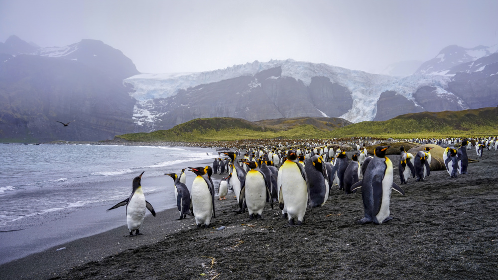 The King Penguins‘ Habitat in South Georgia Island from Raymond Ren Rong Liu