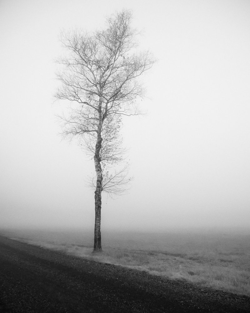 lonely tree from Renate Wasinger