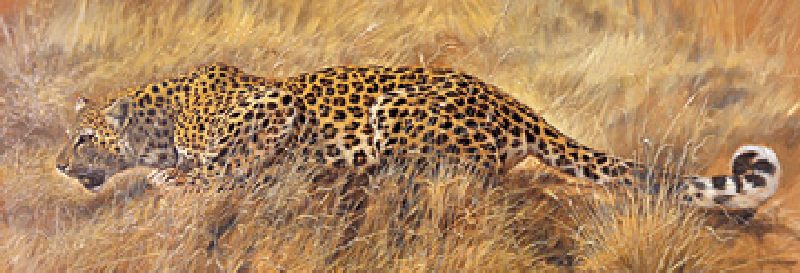 Leopard from Renato Casaro