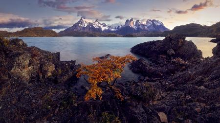 Patagonia