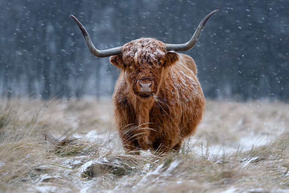 Snowy Highland cow from Richard Guijt