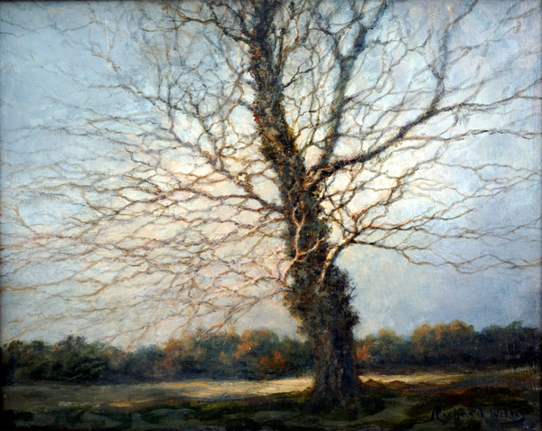 Sunlit Tree from Richard  Willis