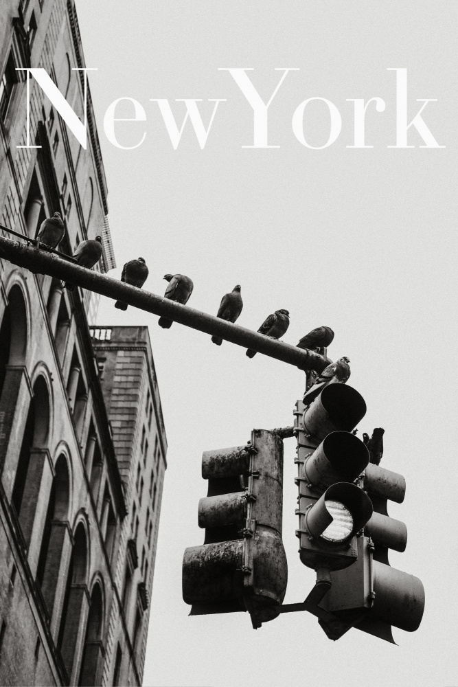 NYC Doves from Rikard Martin