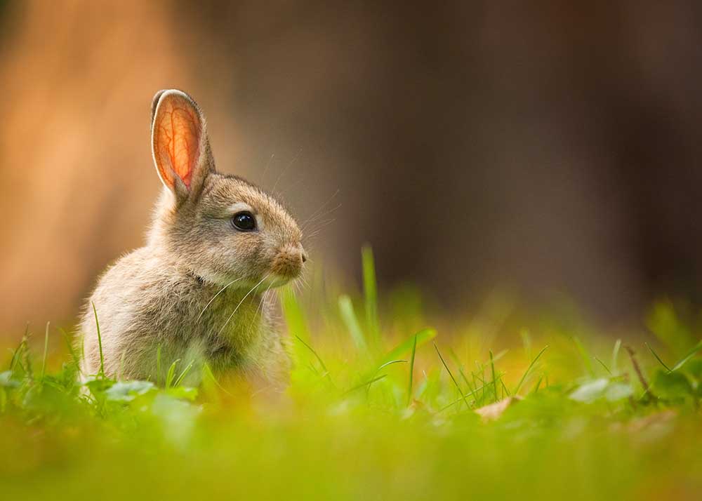 Rabbit from Robert Adamec