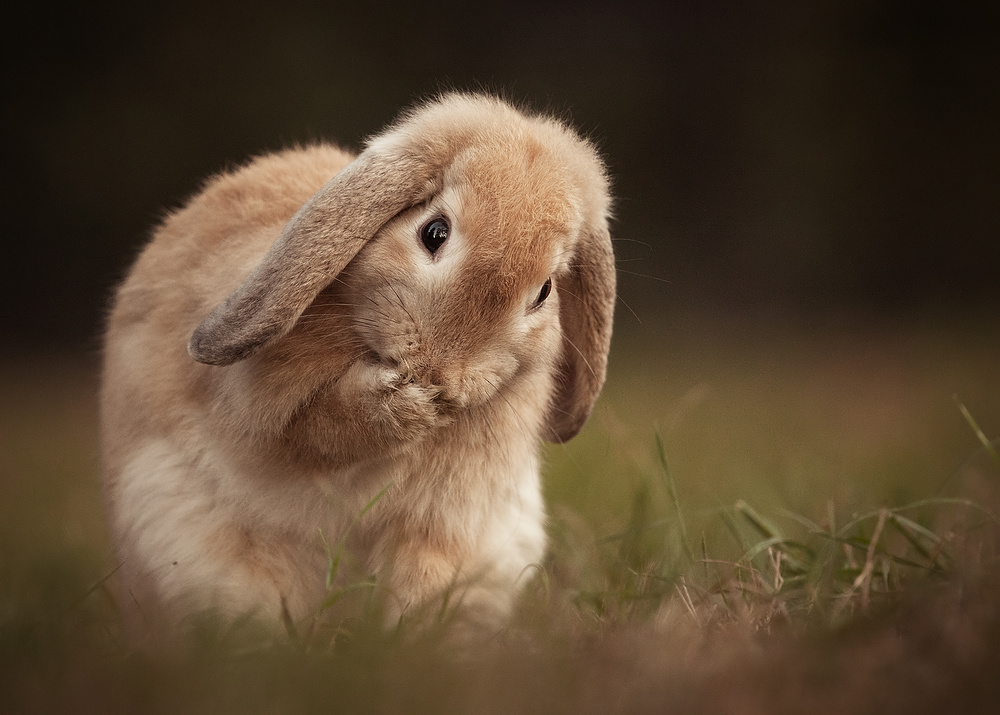 Rabbit from Robert Adamec