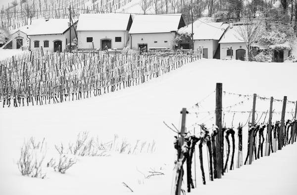 Kellergasse und Weinberg im Winter from Robert Kalb