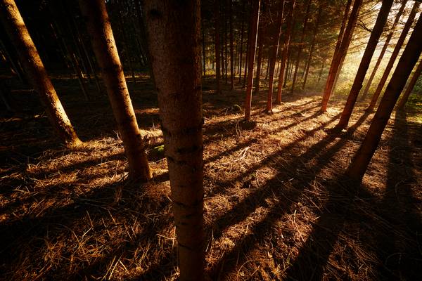 Romantischer Wald mit goldenem Streiflicht im Herbst from Robert Kalb